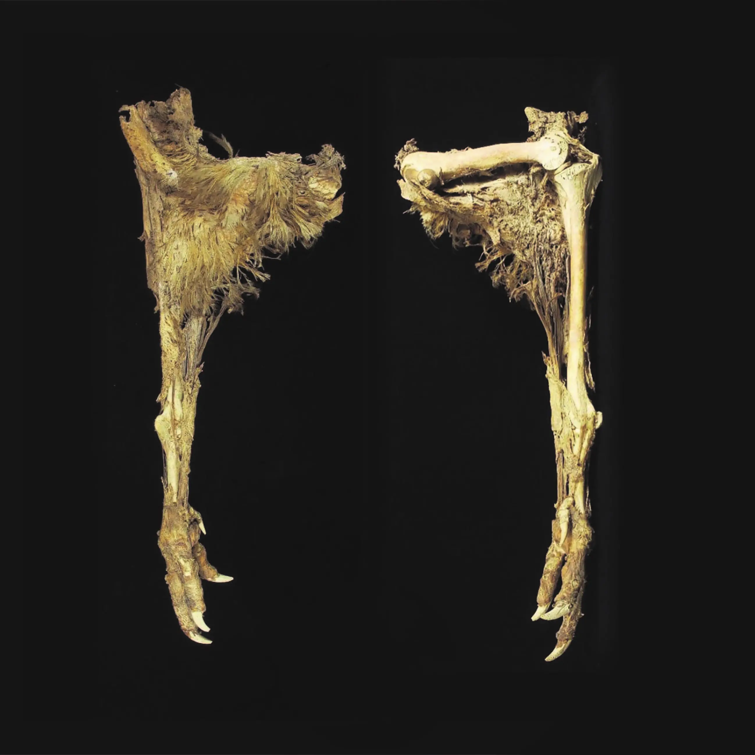 Unique find of a unique specimen