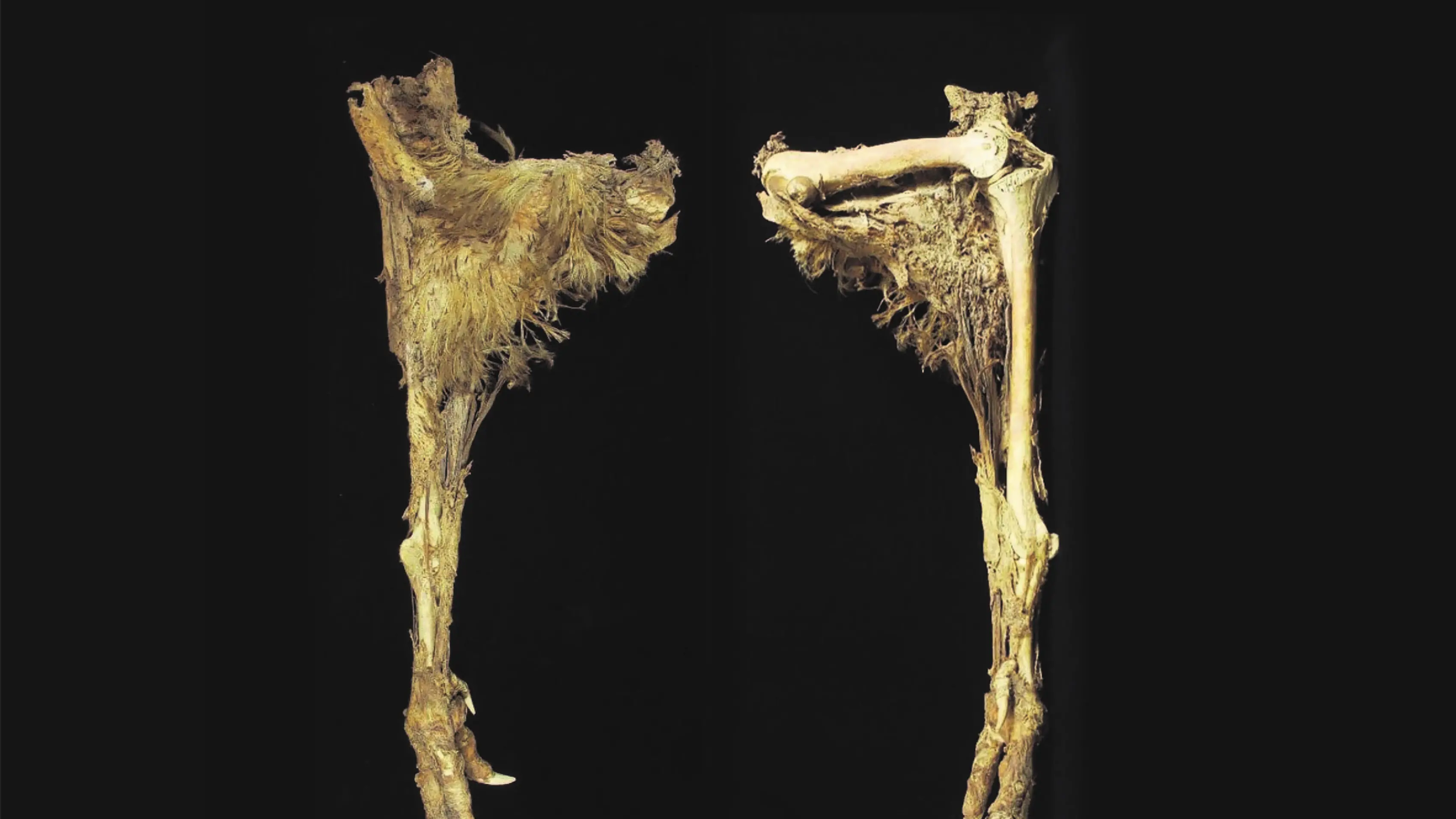 Unique find of a unique specimen