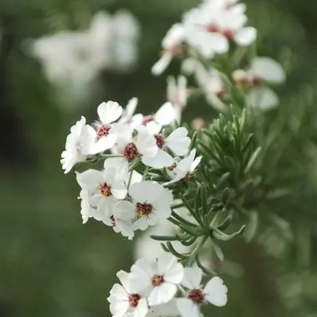 It's rosemary, but not as we know it