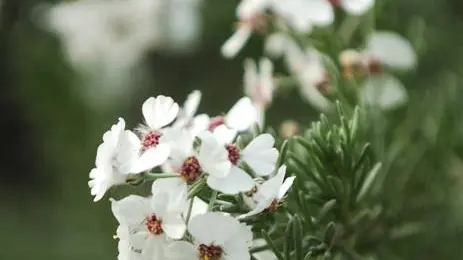 It's rosemary, but not as we know it