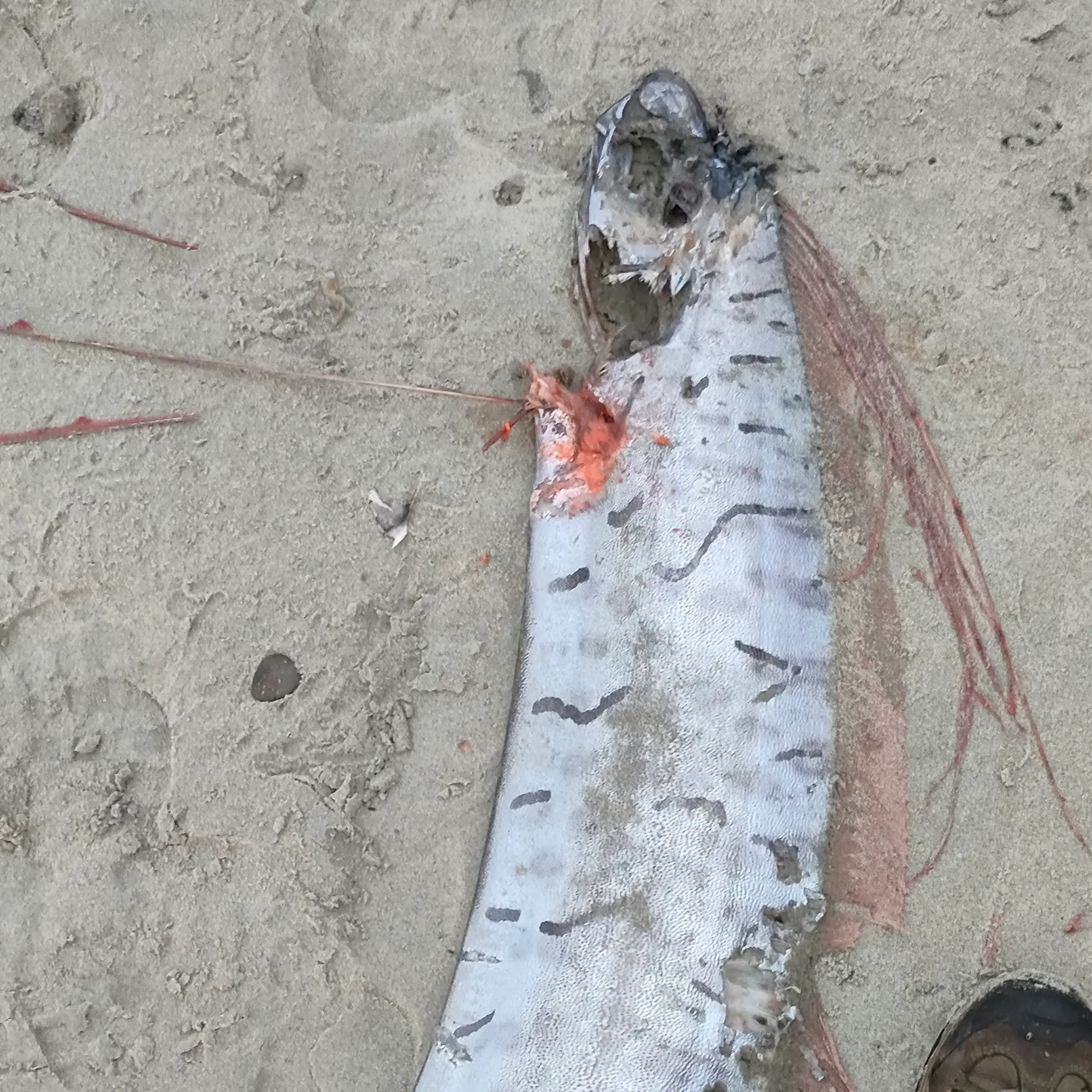 Oarfish found on Dunedin beach 'not a harbinger of doom'