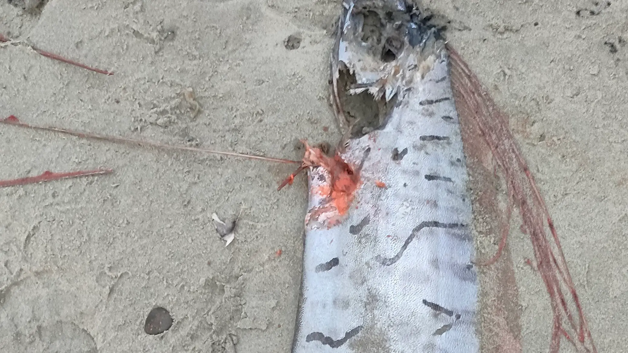 Oarfish found on Dunedin beach 'not a harbinger of doom'