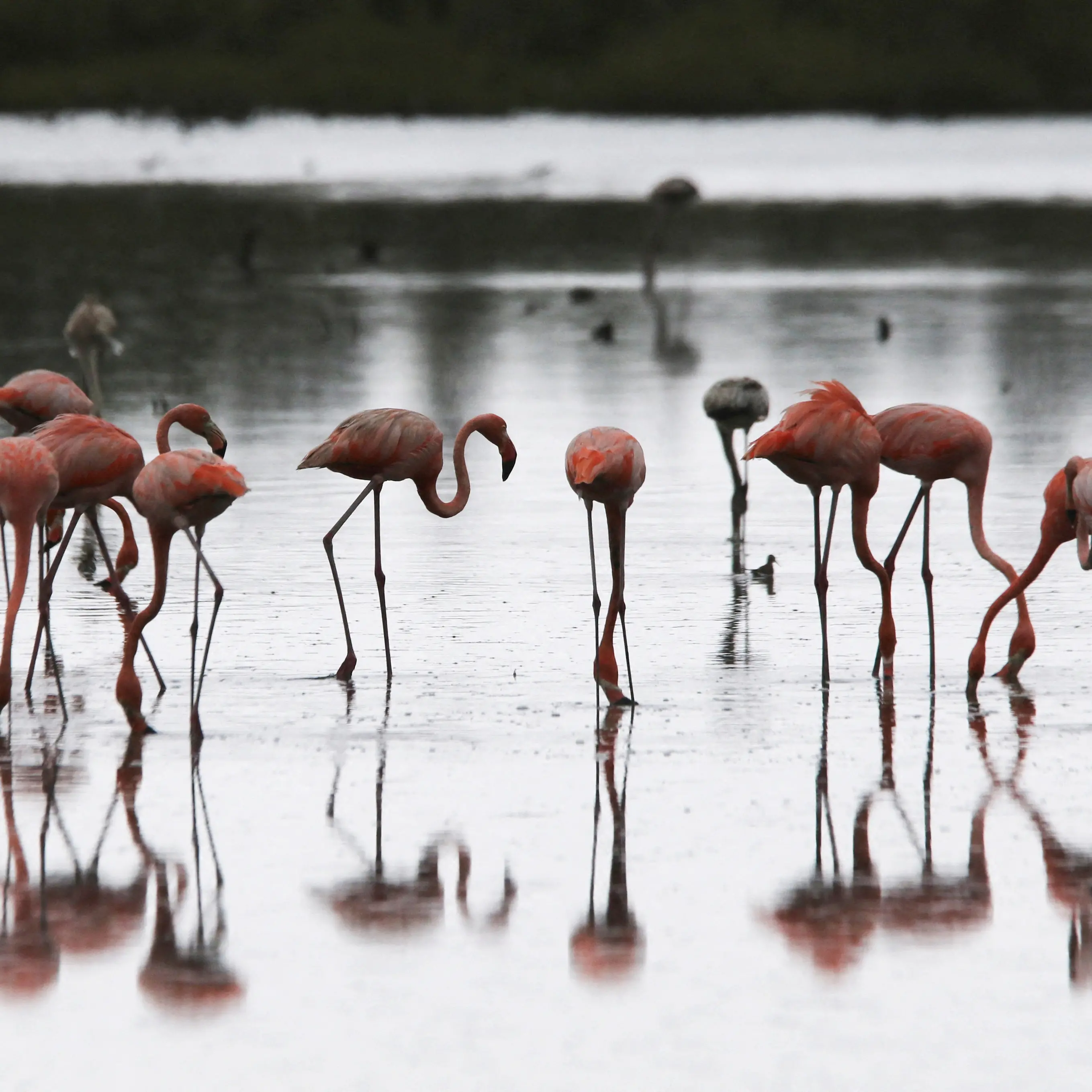 A difficult balancing act for flamingos, ministers