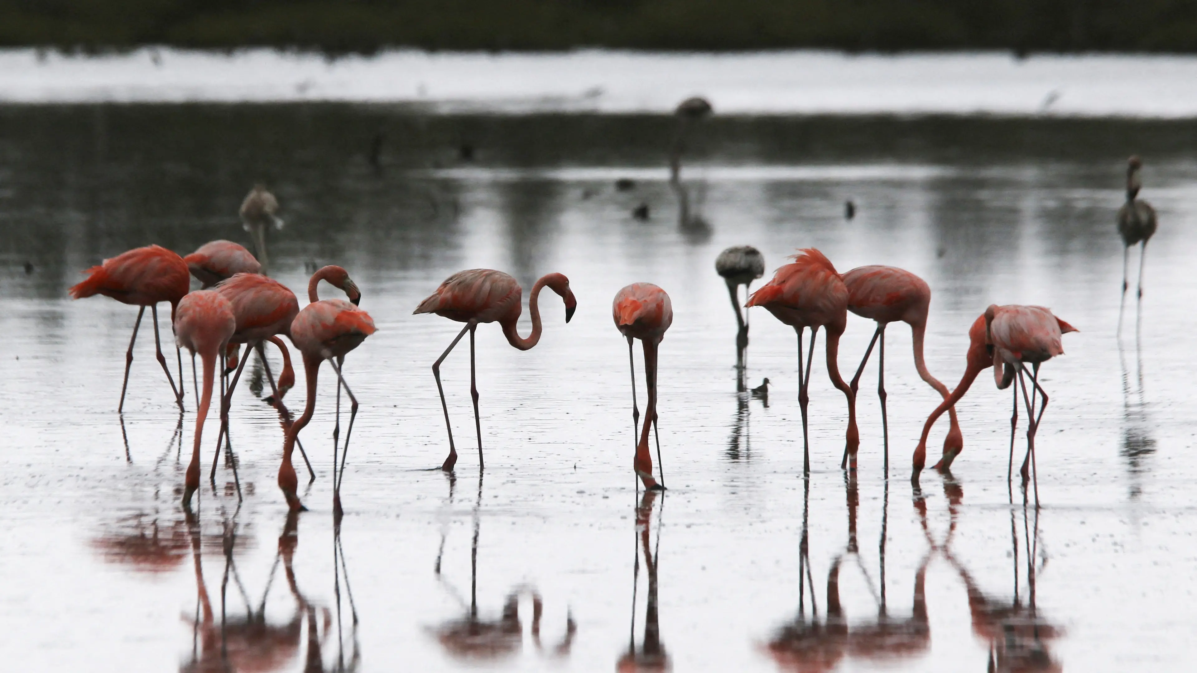 A difficult balancing act for flamingos, ministers