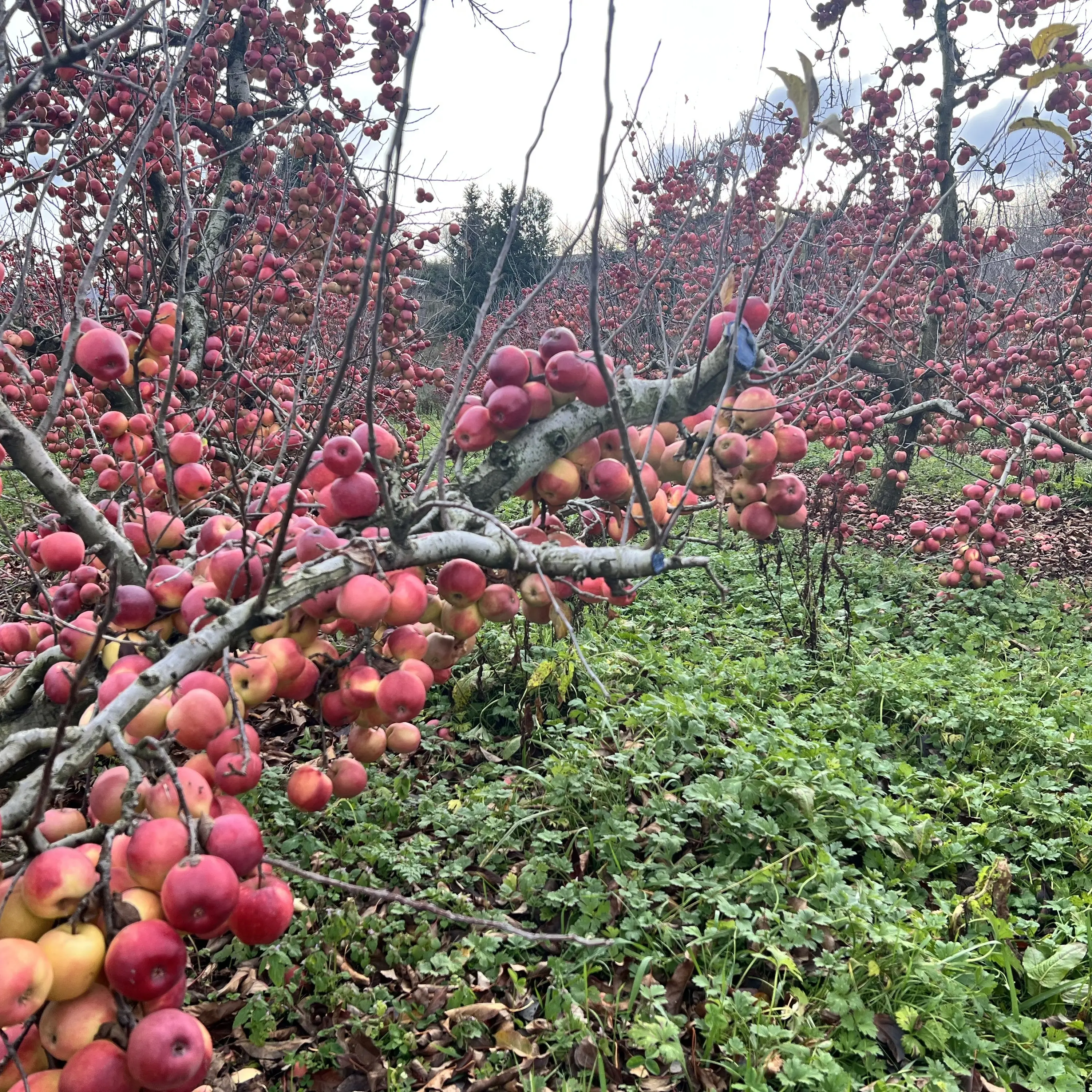 Fruit unpicked amid market woes