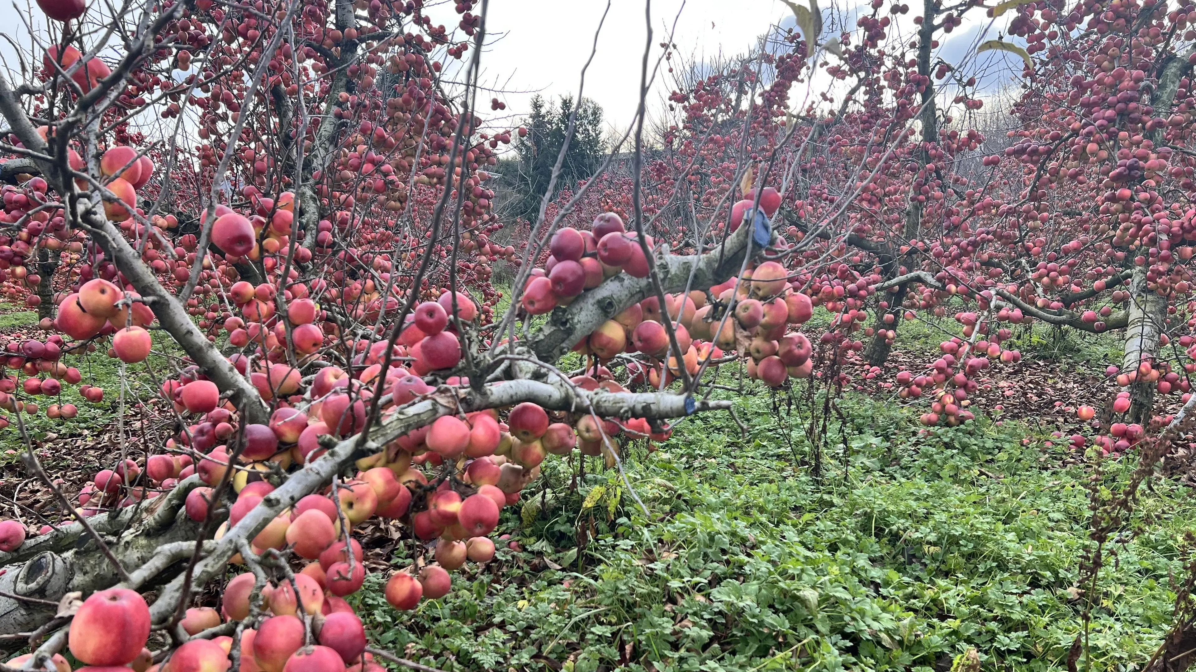 Fruit unpicked amid market woes