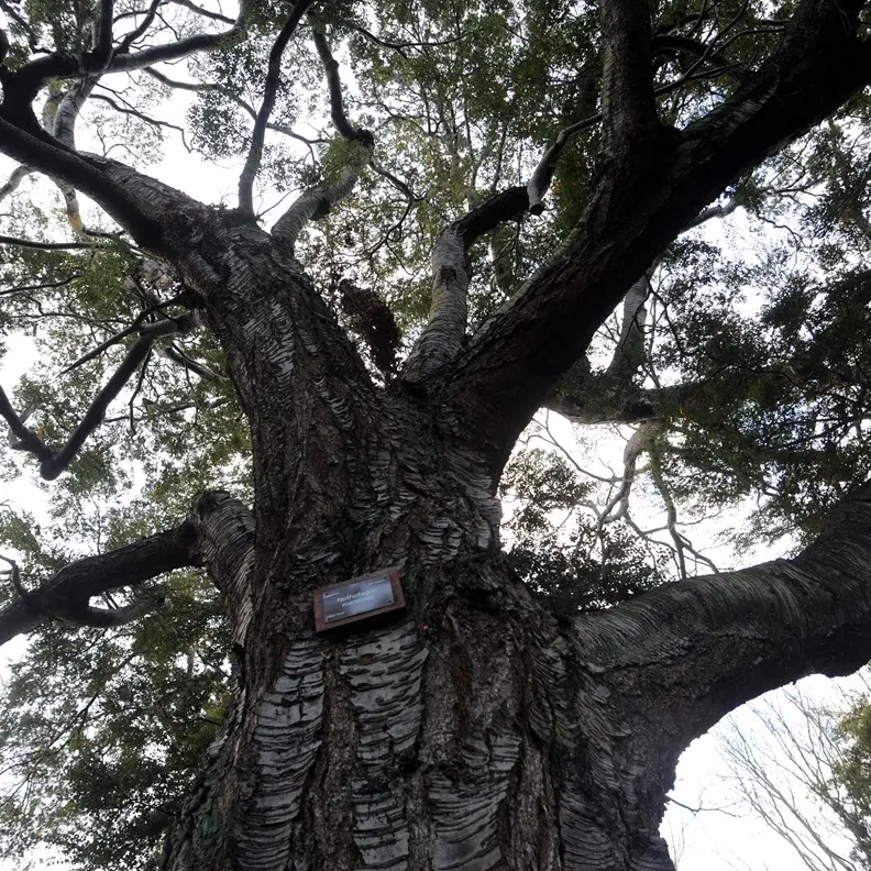 The journey of our branching trees