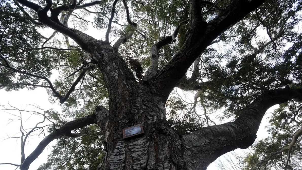 The journey of our branching trees