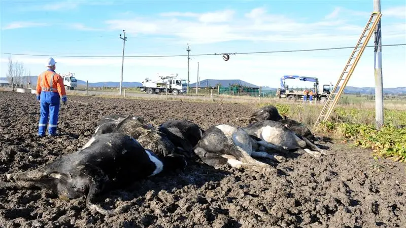 Power lines downed; cows electrocuted