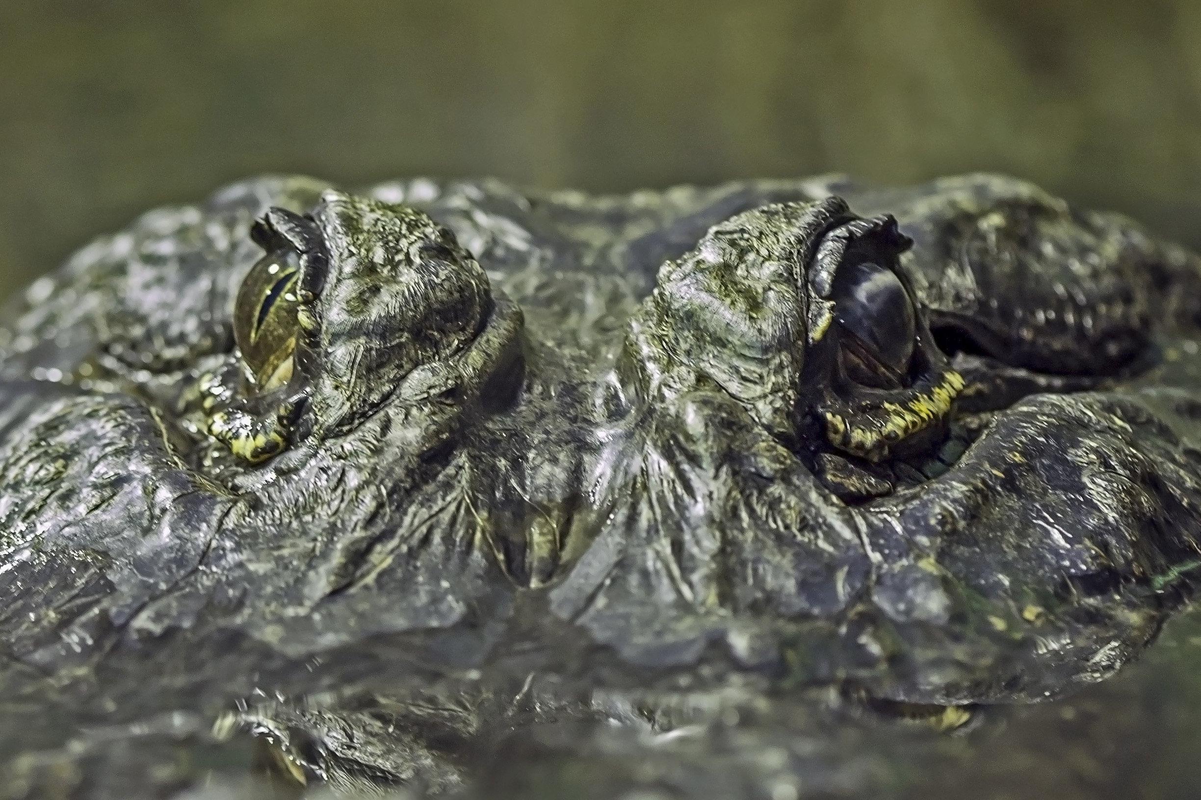 Alligator captures Burns Fellow’s imagination