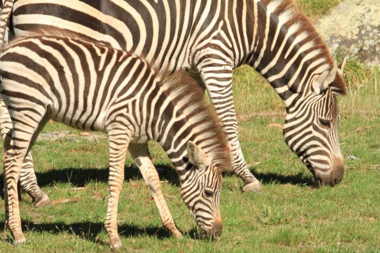 wildlife-park-to-resume-taking-in-animals
