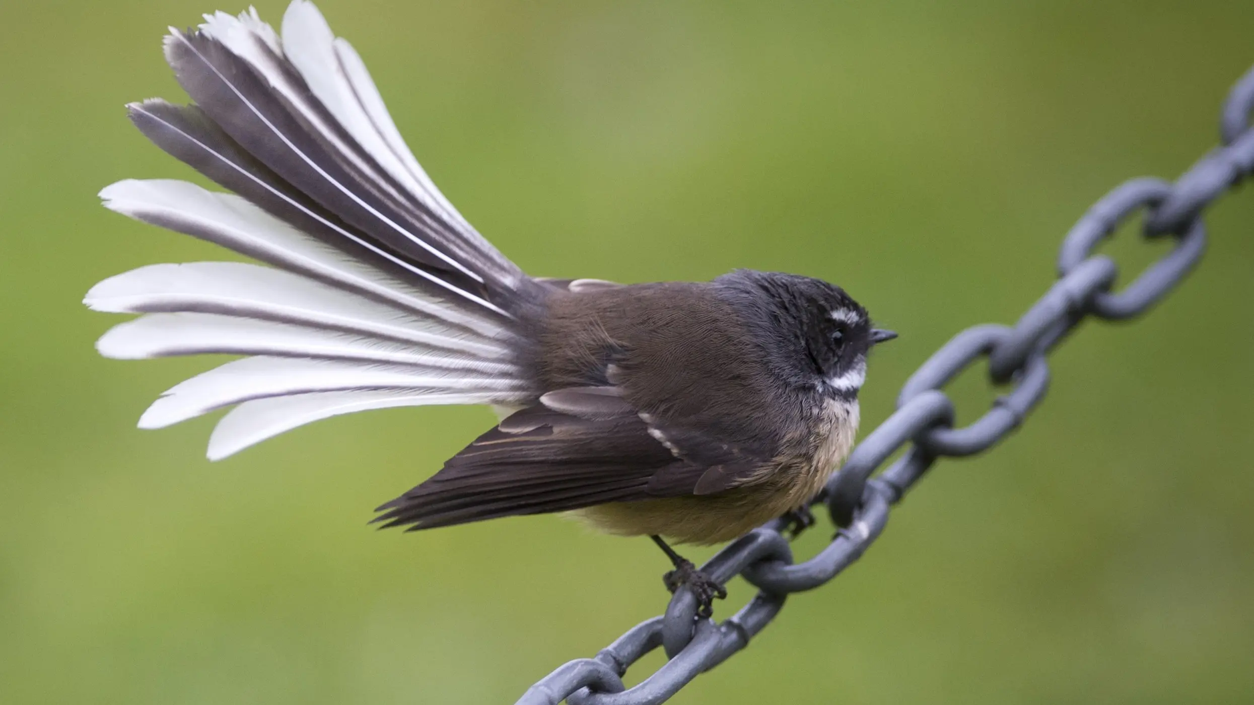 My flighty ADHD is not actually a case of mind over matter