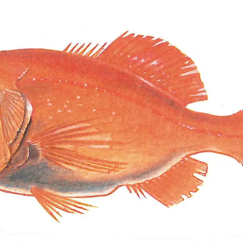 Orange roughy must be taken off the menu