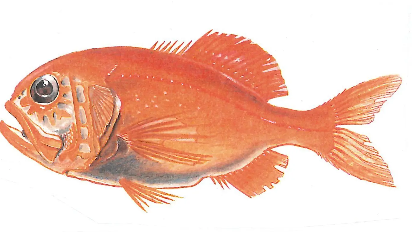 Orange roughy must be taken off the menu