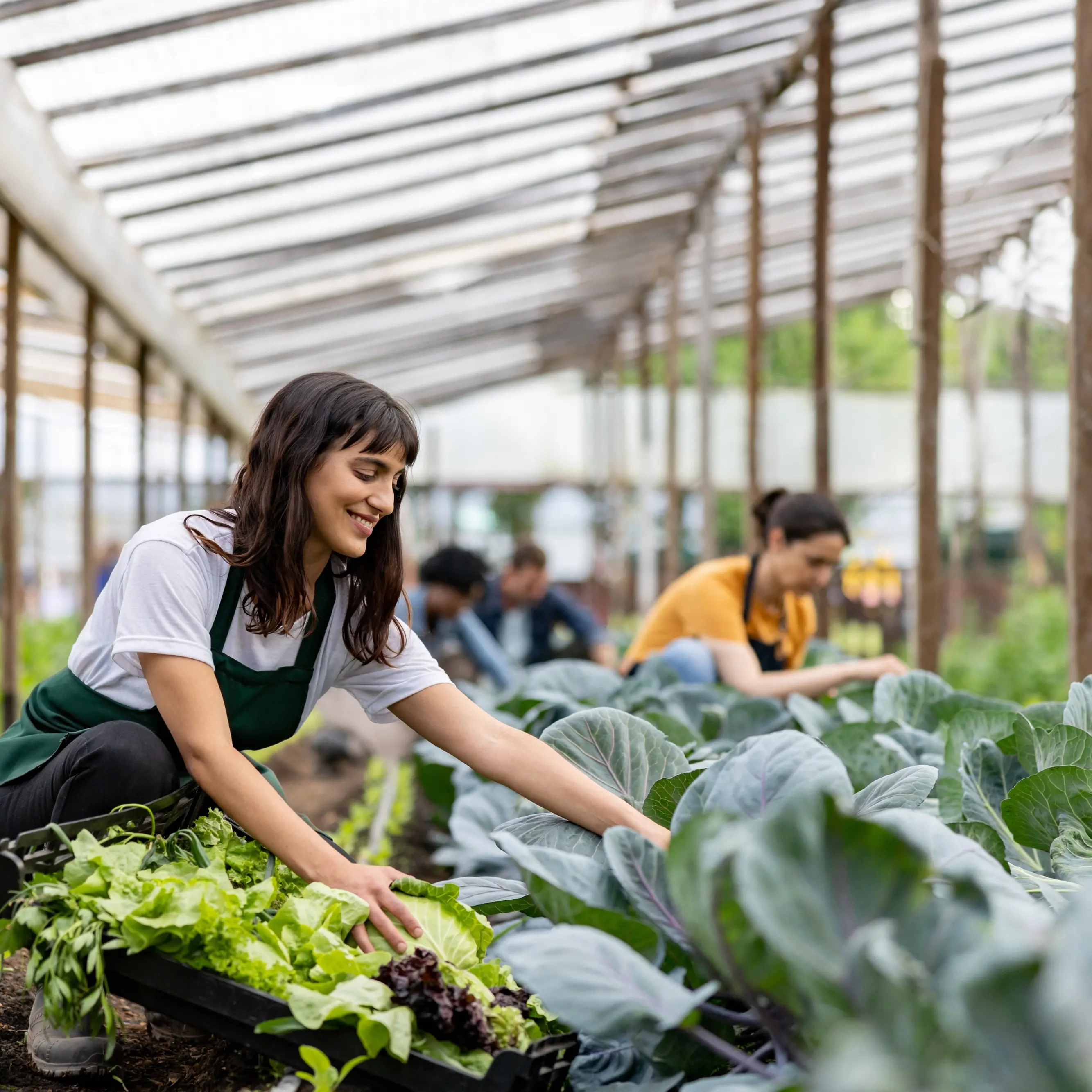 Sowing the seeds of a healthier economy
