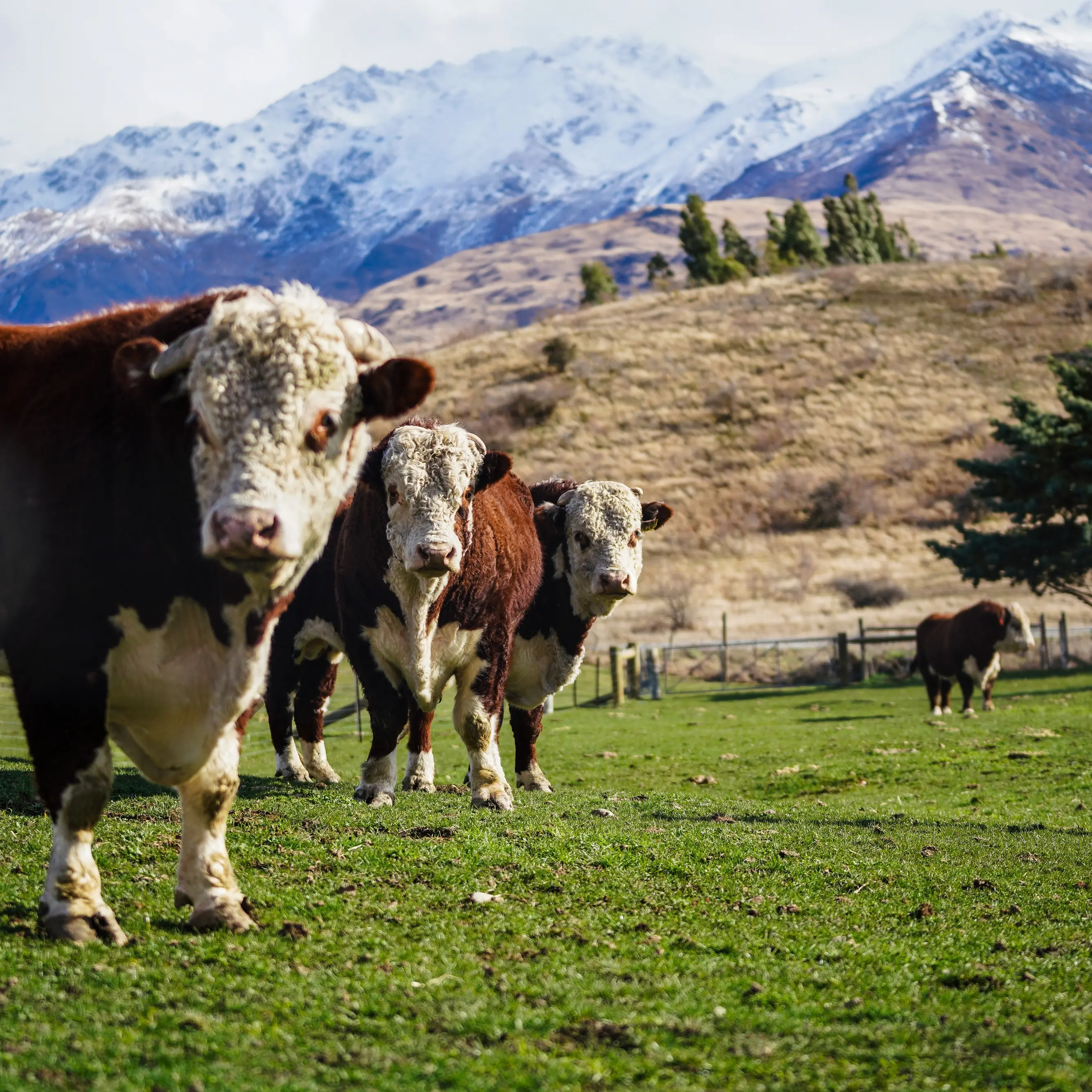 Landpro Ltd: Helping Rural New Zealand Thrive