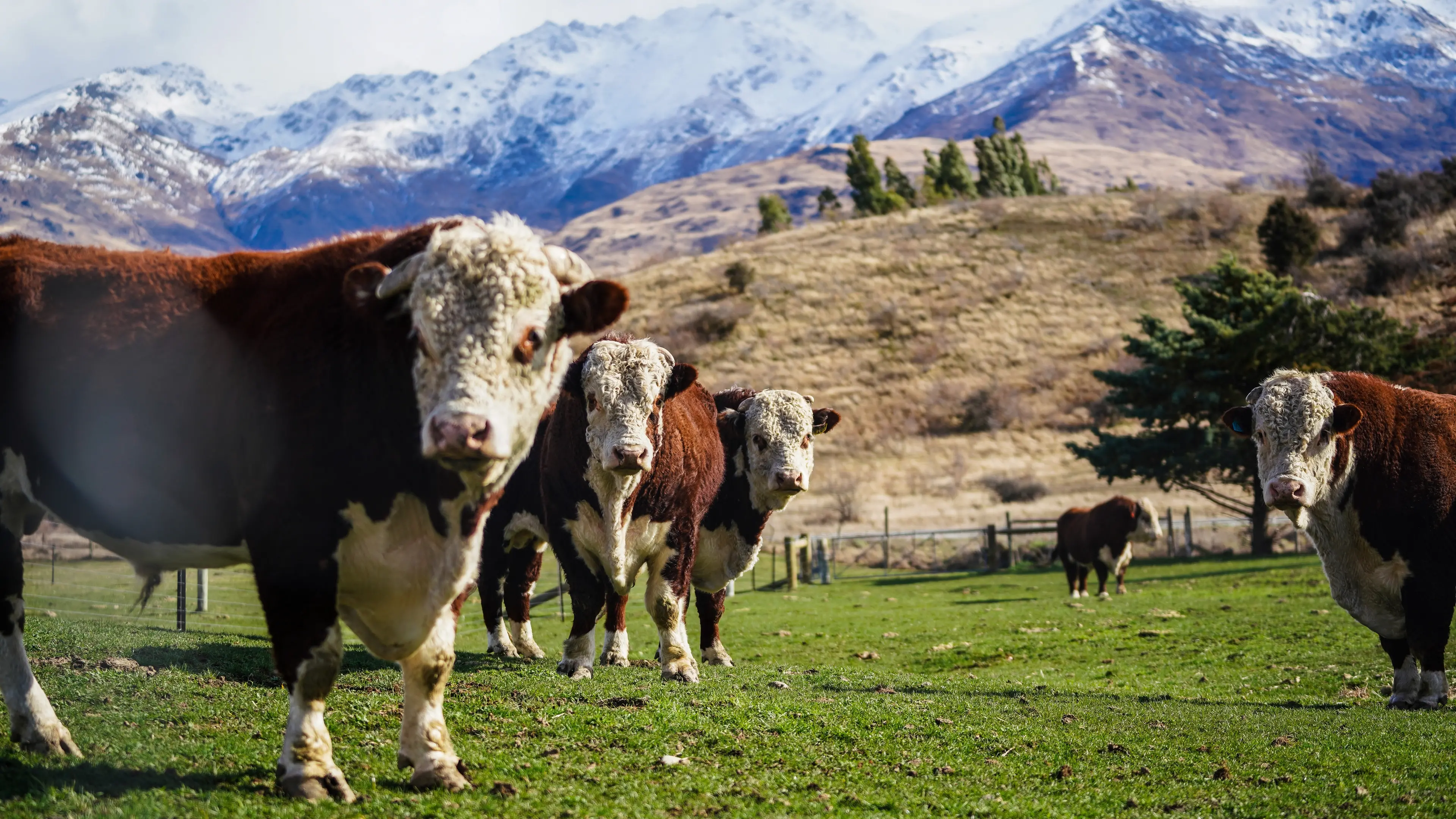 Landpro Ltd: Helping Rural New Zealand Thrive
