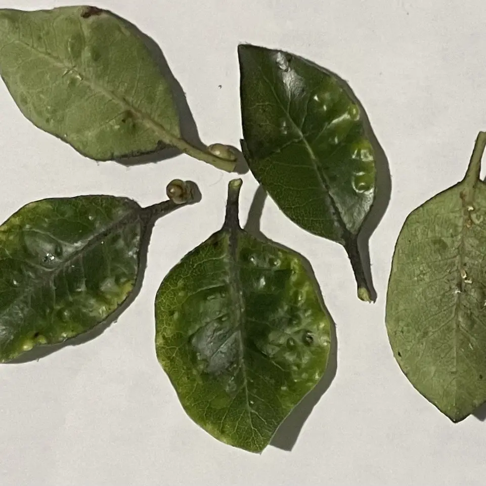Leaf dimple galls caused by mite