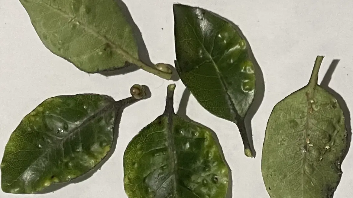 Leaf dimple galls caused by mite