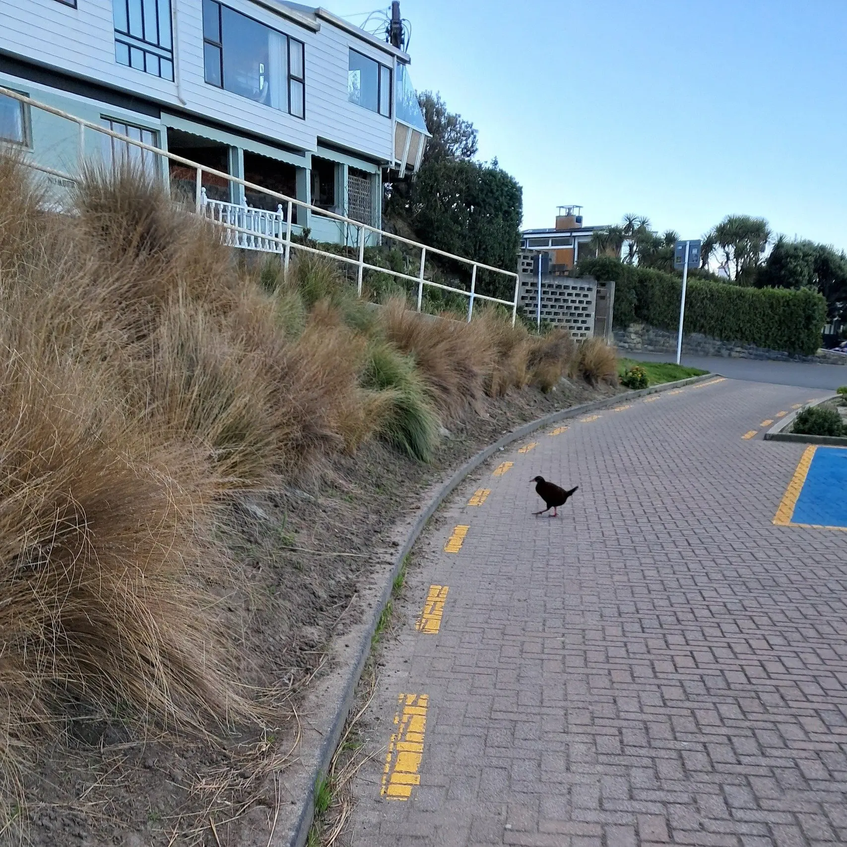 Fifth weka sighting in city spurs theory