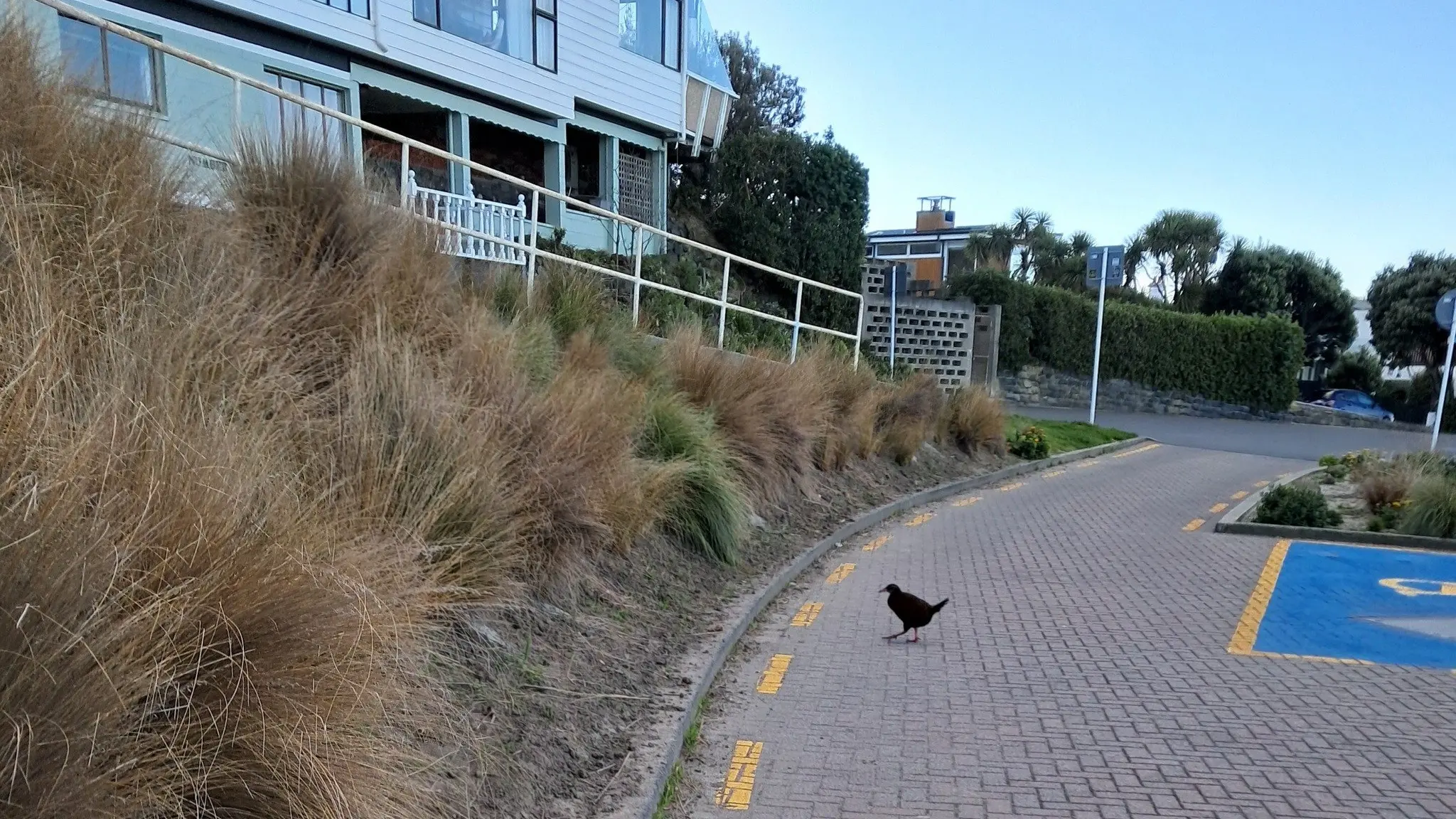 Fifth weka sighting in city spurs theory