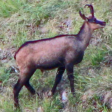 Row erupts over chamois harvest