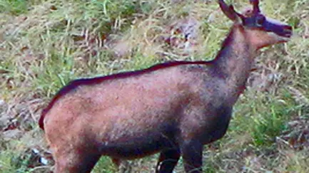 Row erupts over chamois harvest