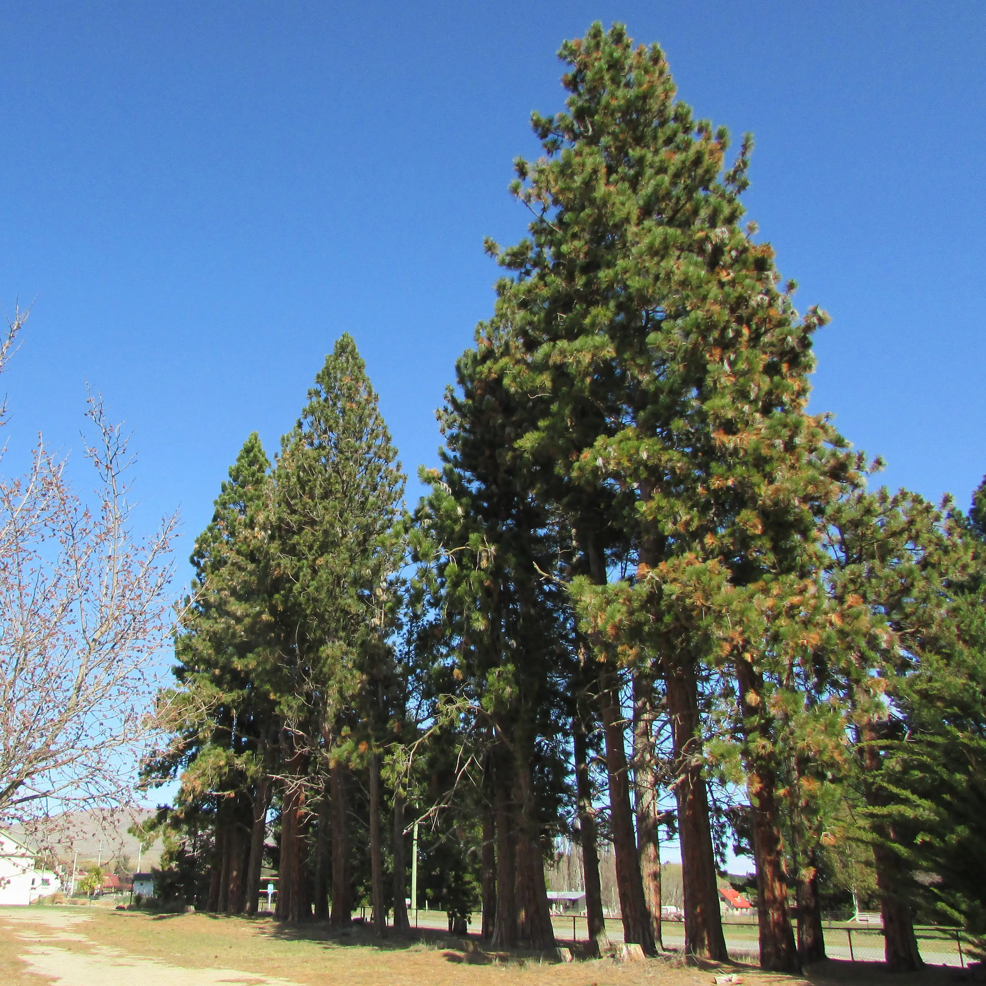 The saga of the trees which proved someone is listening