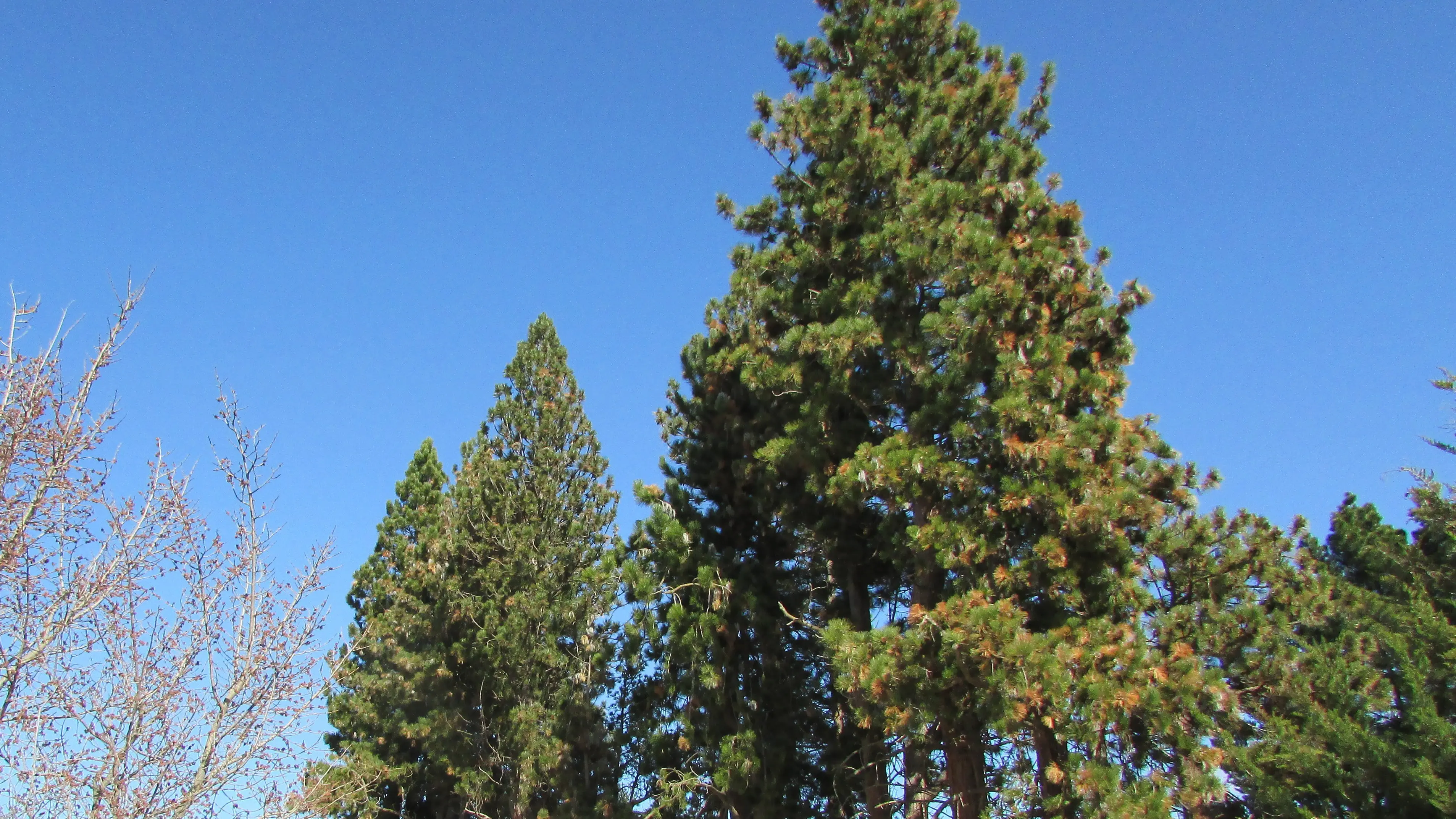 The saga of the trees which proved someone is listening