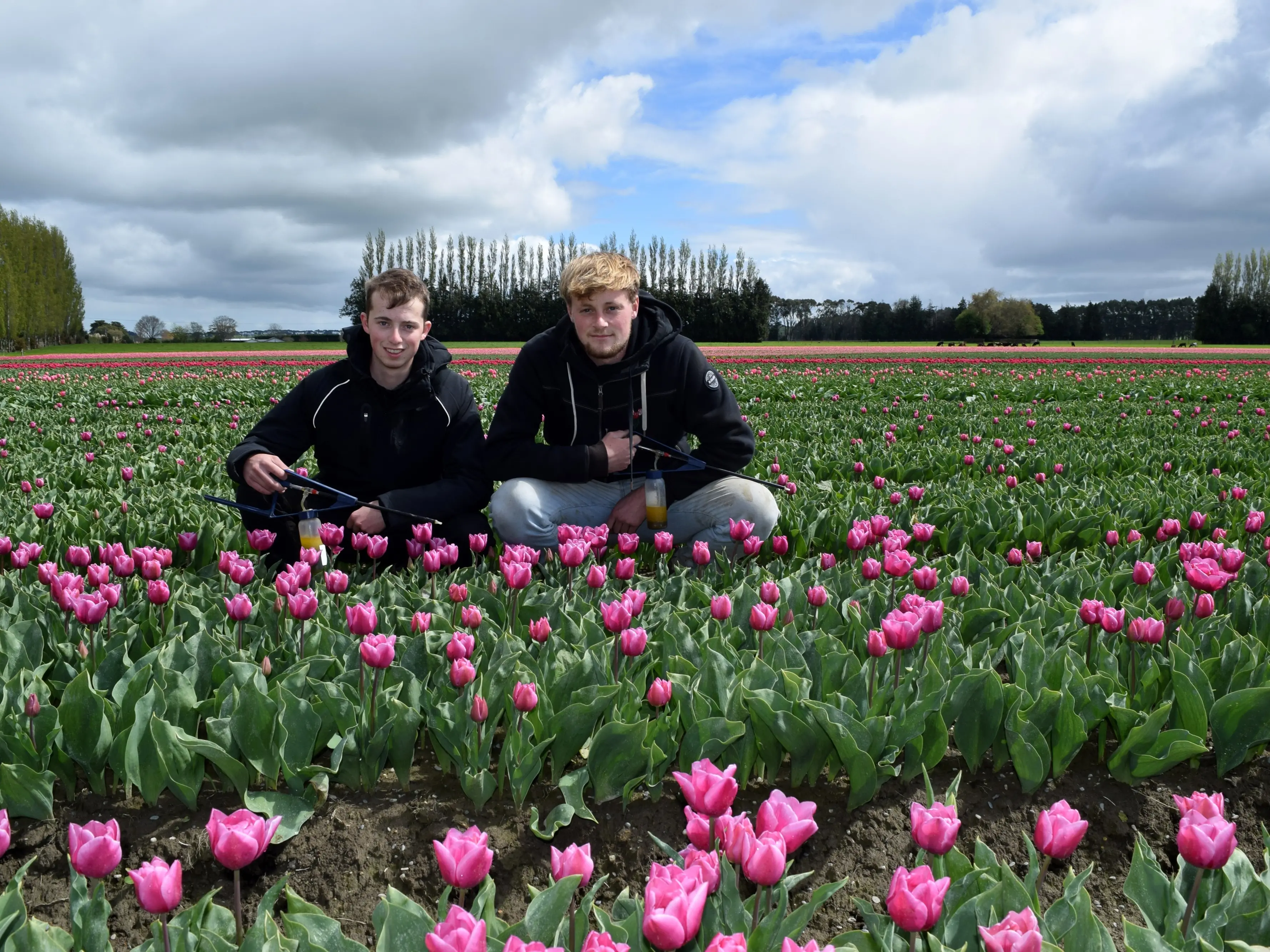 Wet spring trying time for Edendale tulip grower