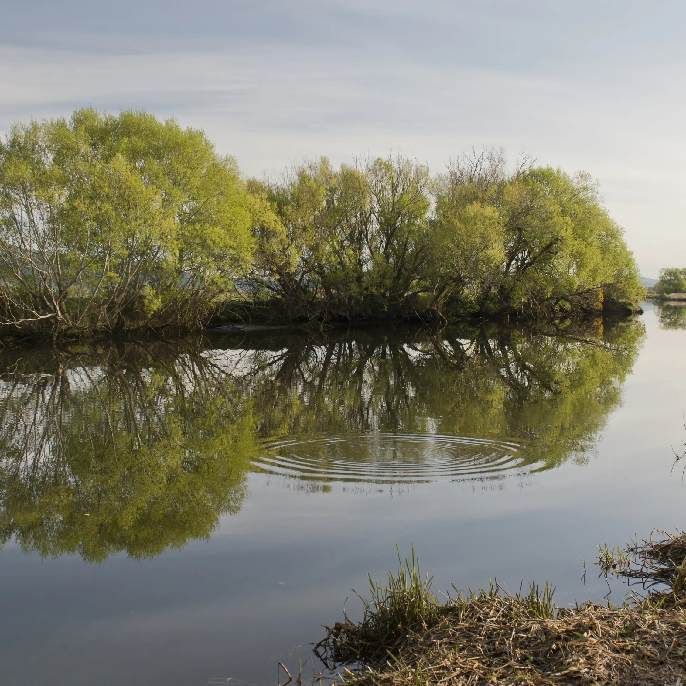 Taieri River looking promising for fishing