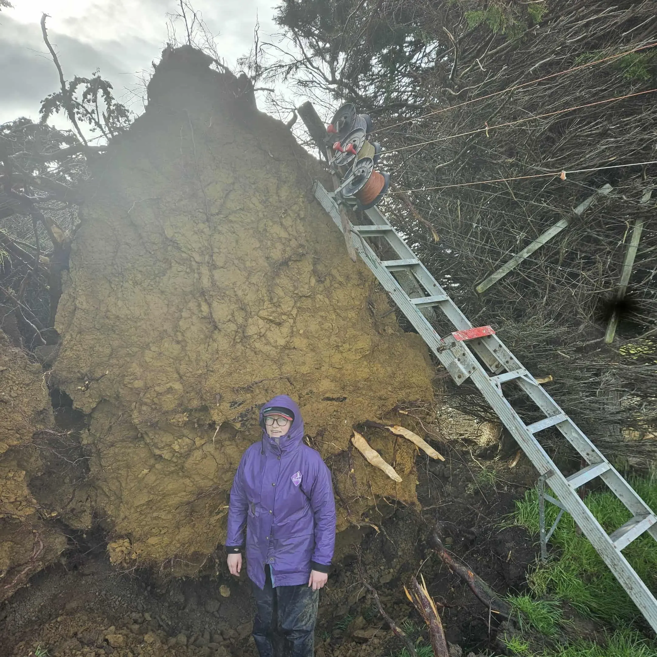 Vital shelter trees lost in October storm