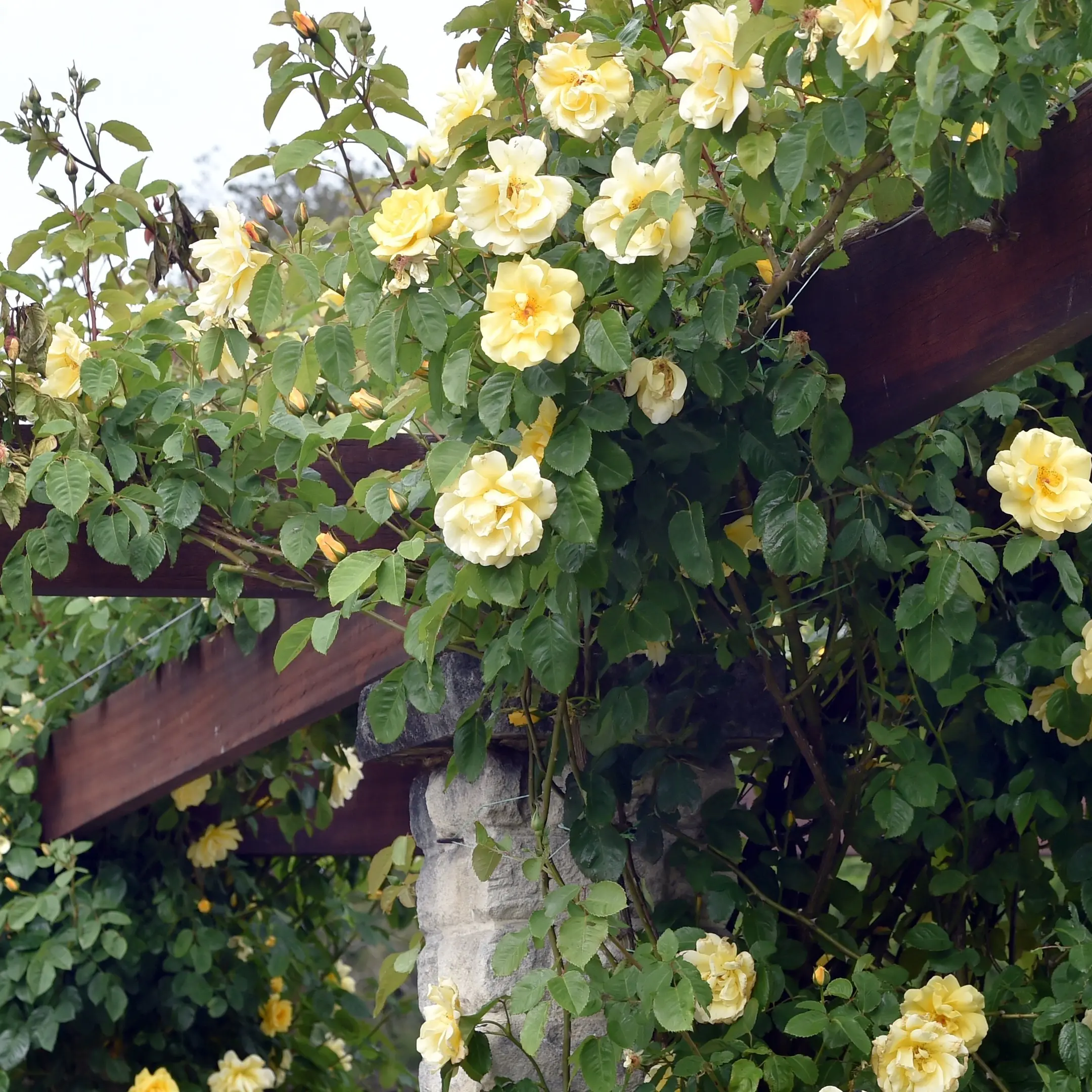 Roses offer wide versatility for your garden