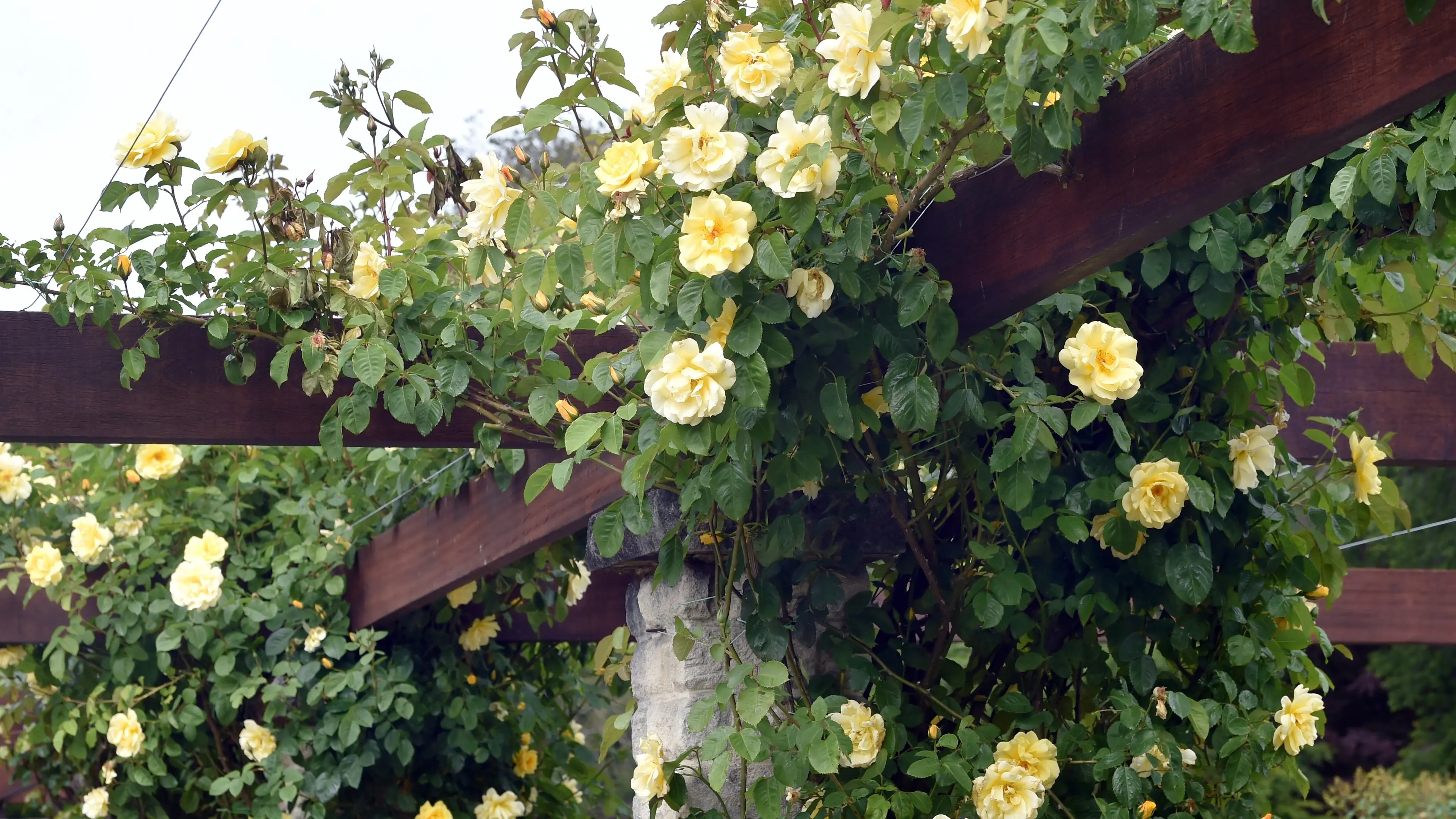 Roses offer wide versatility for your garden