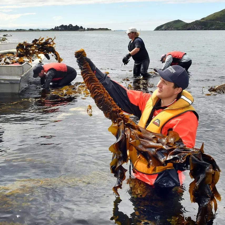 Pests lapping at our shores
