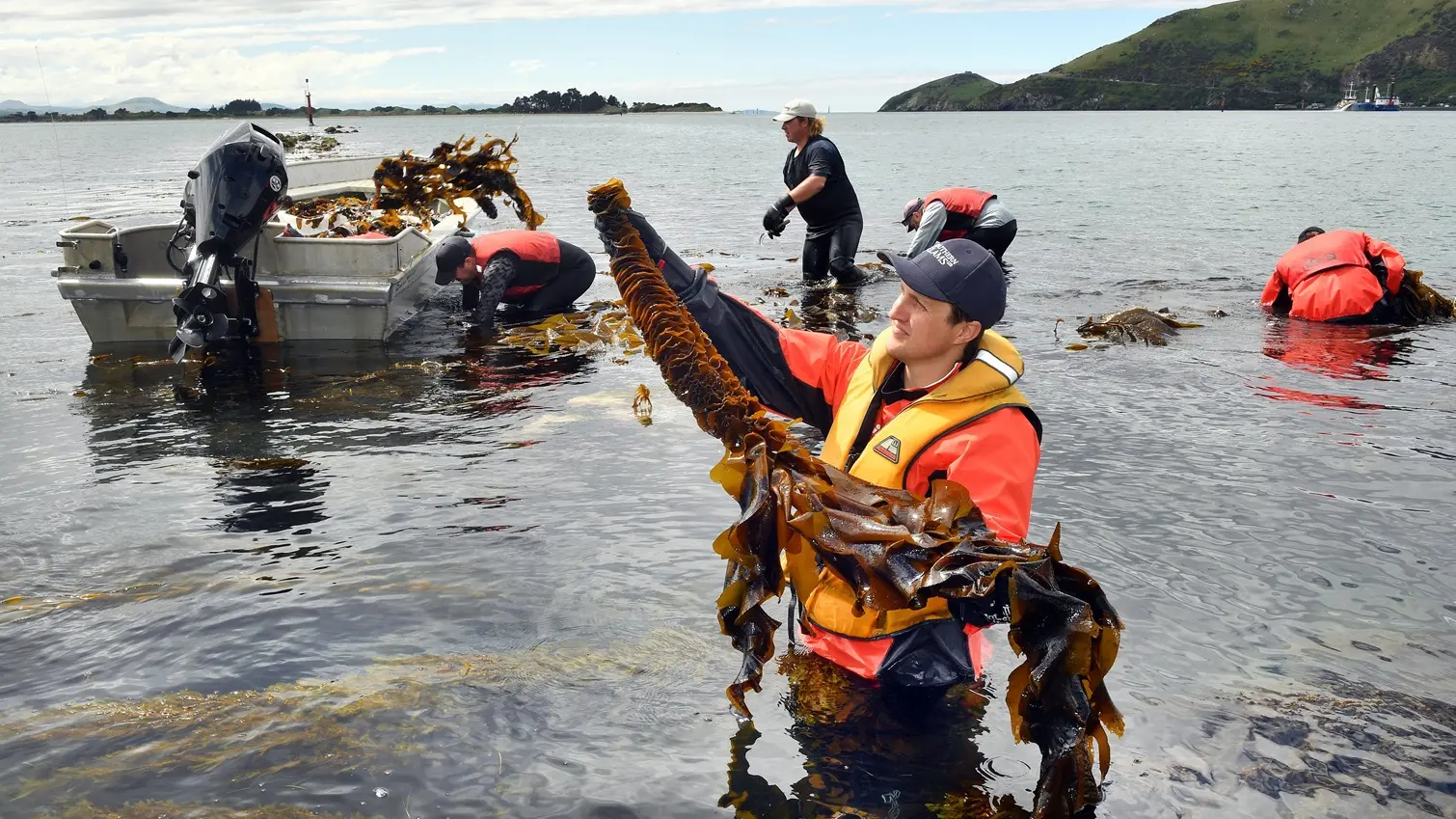 Pests lapping at our shores