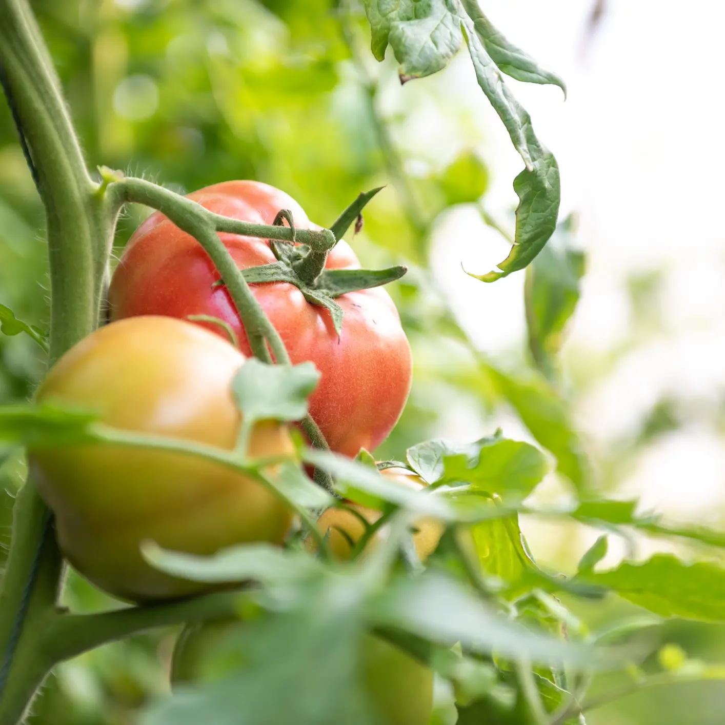 Your garden