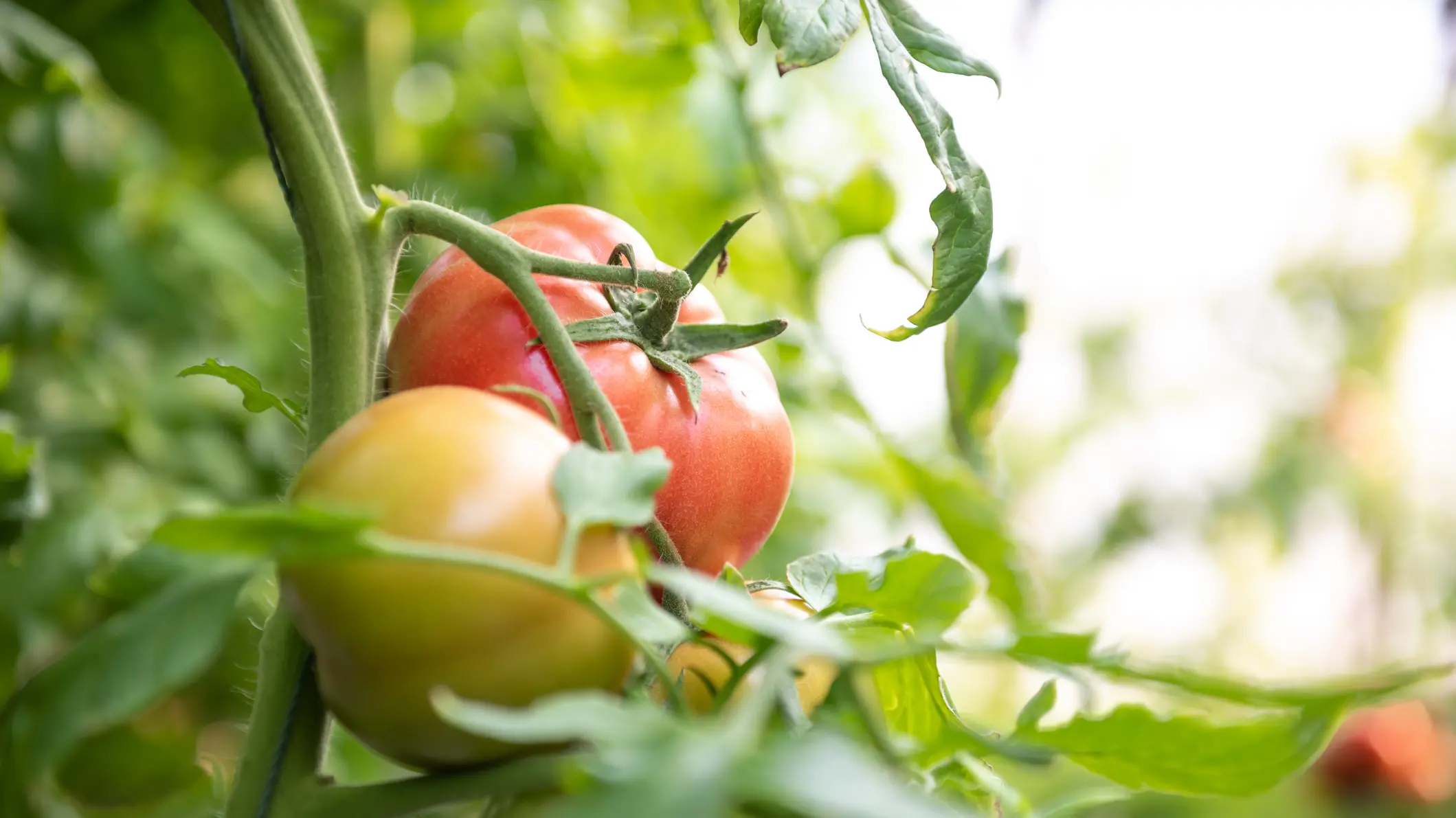 Your garden