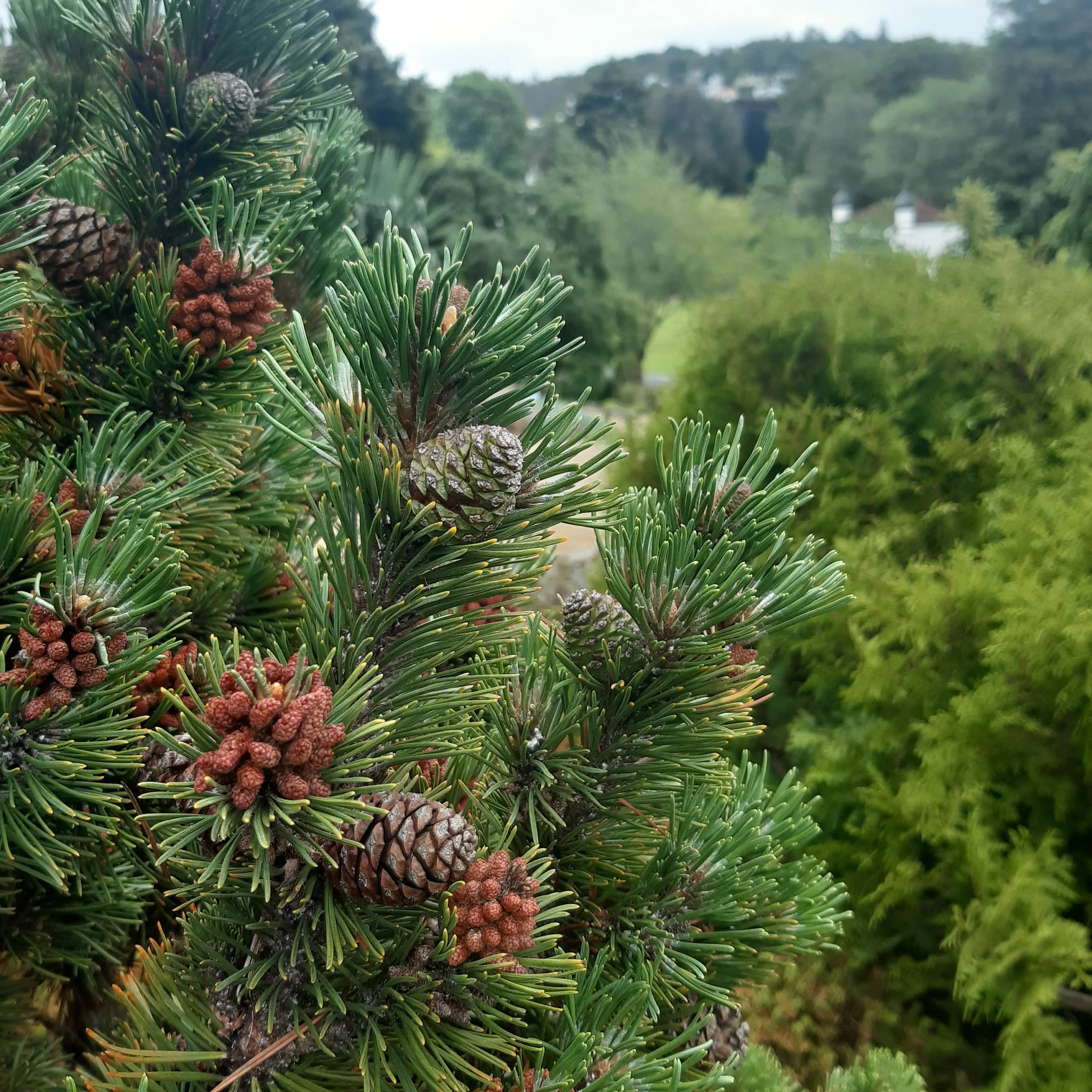 Nature’s ornaments in time for Christmas