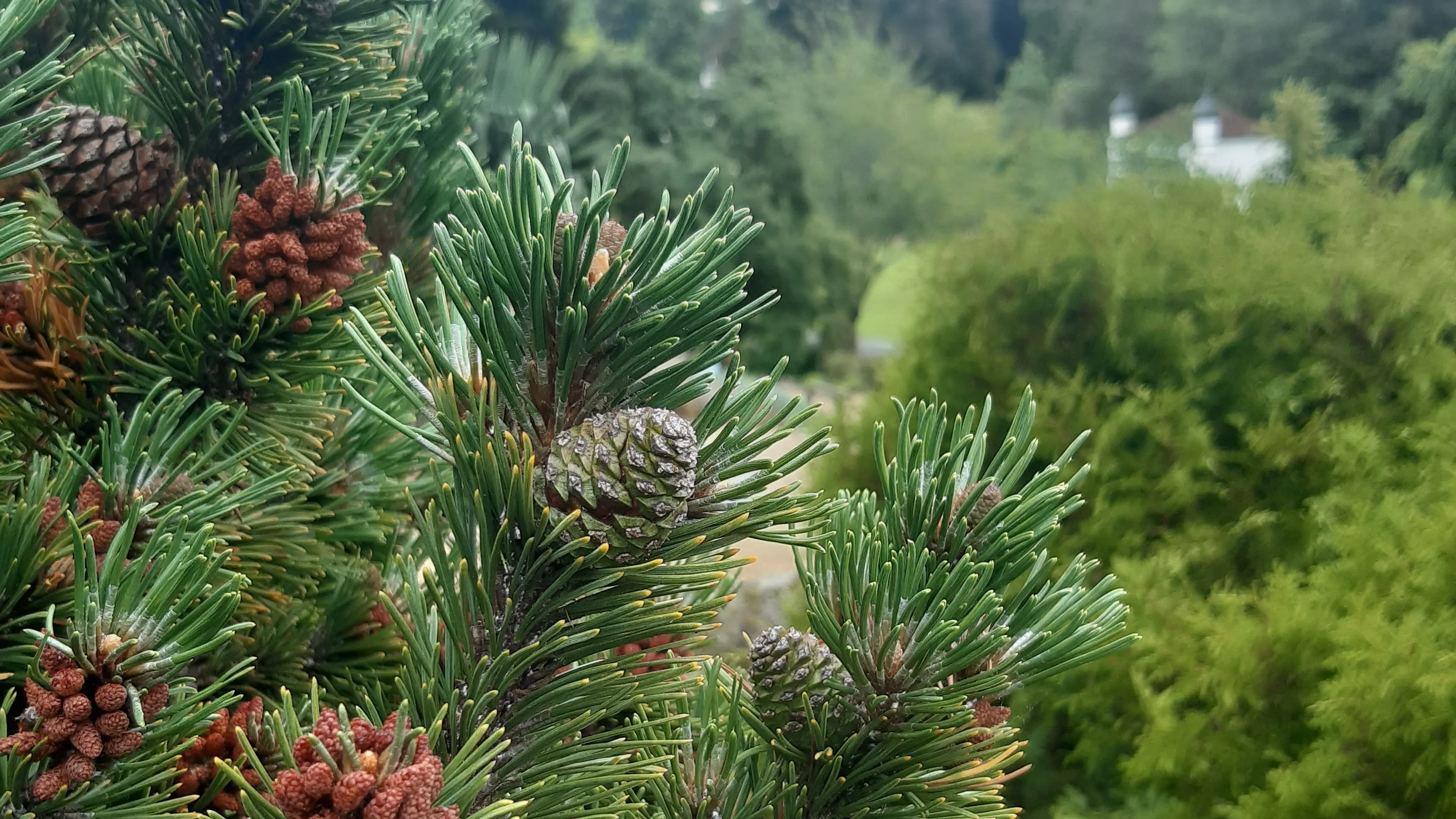 Nature’s ornaments in time for Christmas