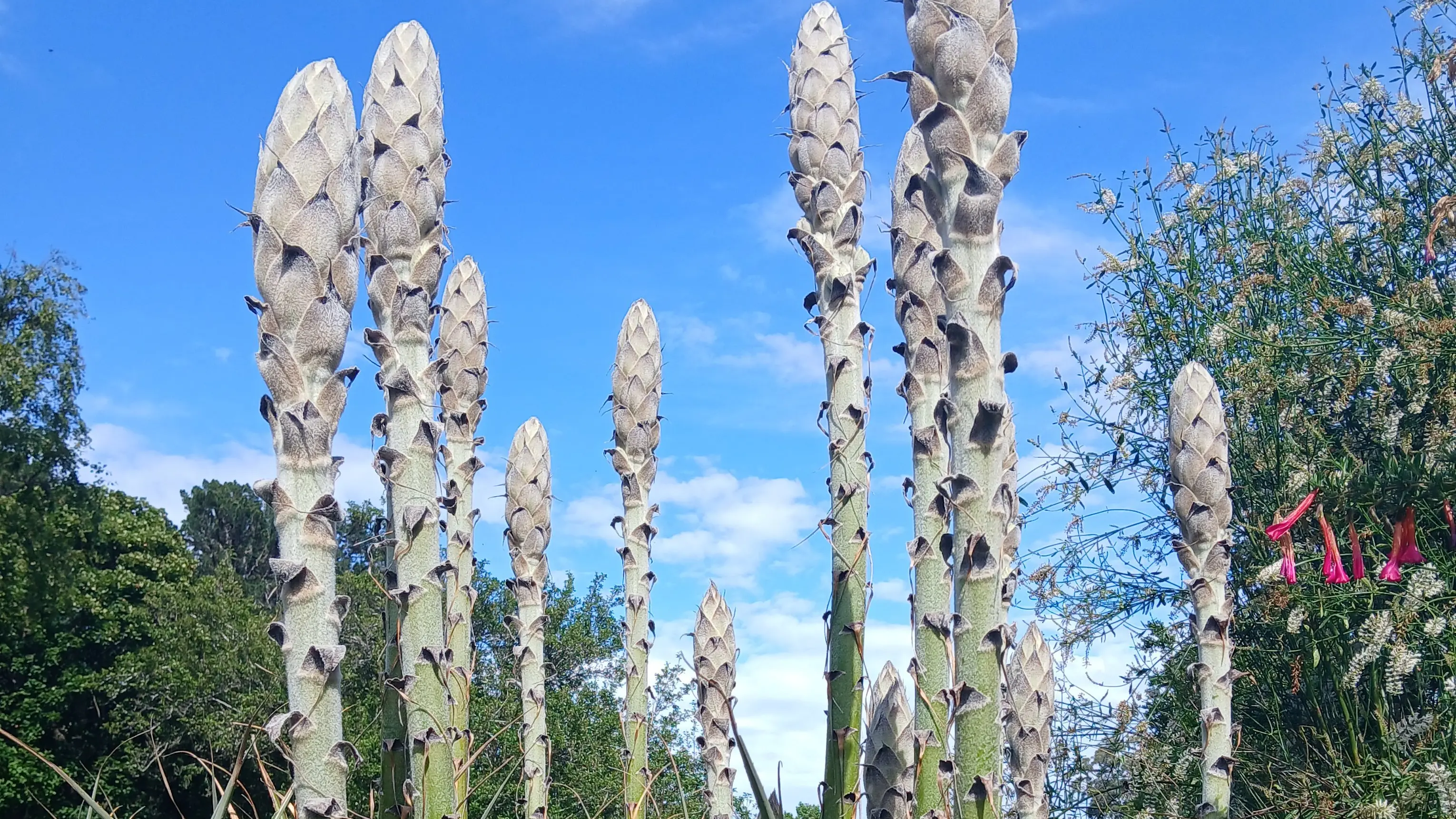 One prickly customer