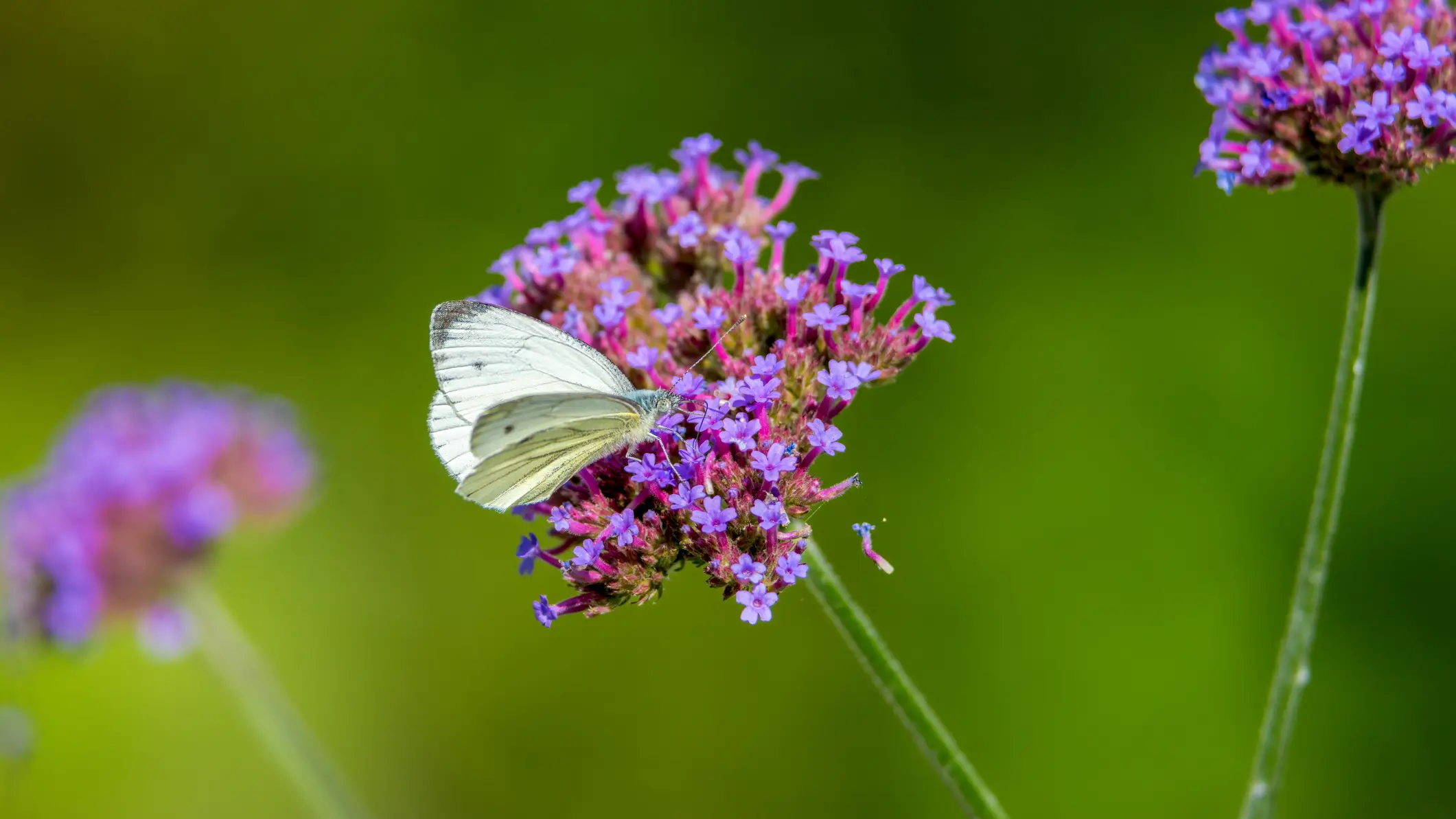 Your garden