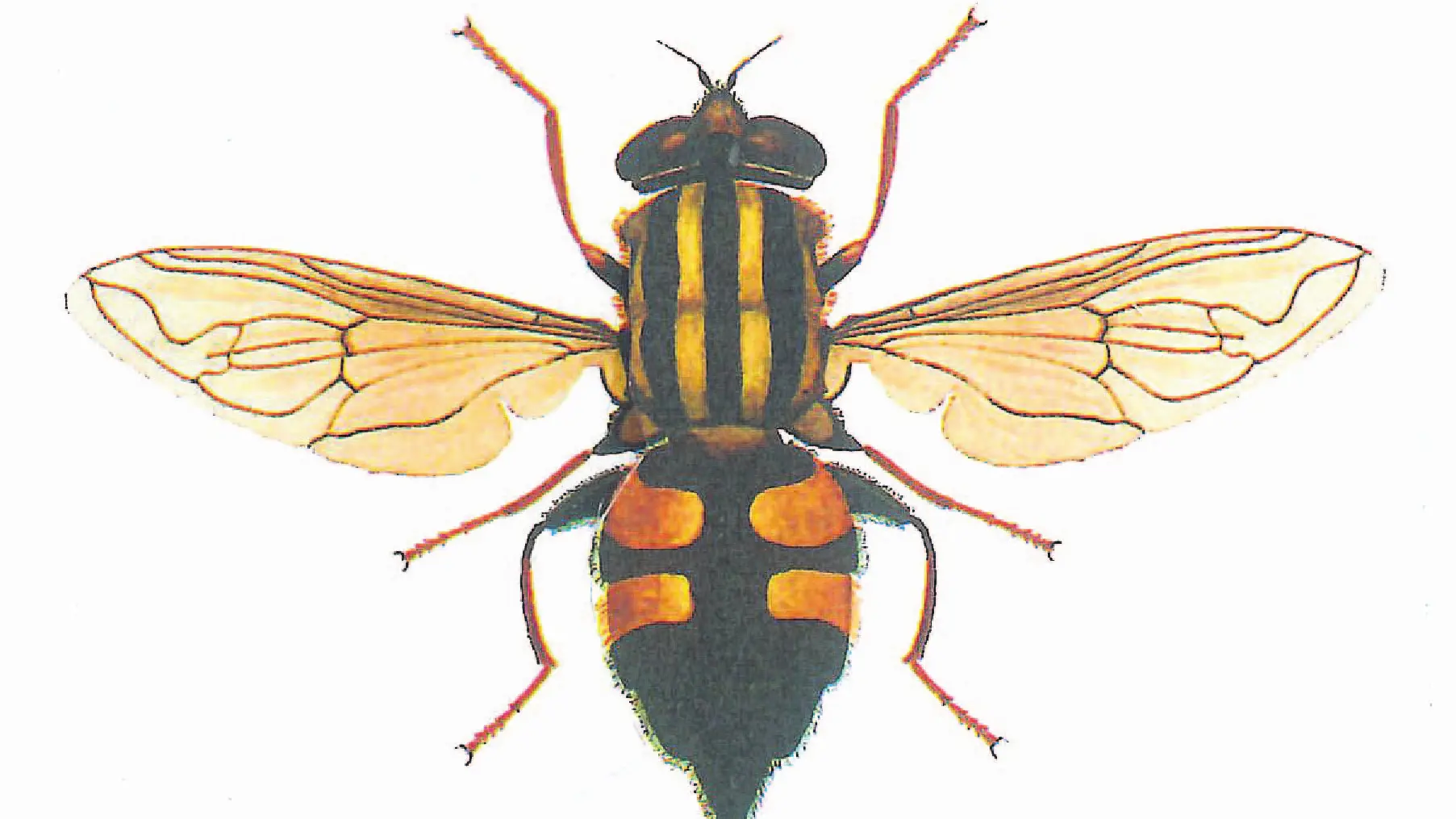 Hoverflies may replace honeybees as crop pollinators
