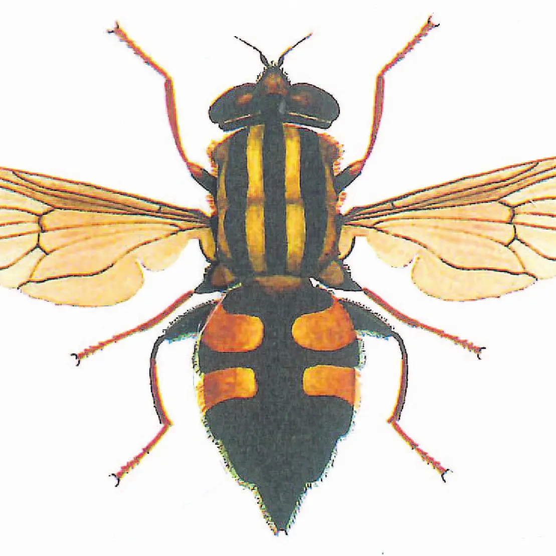Hoverflies may replace bees as crop pollinators