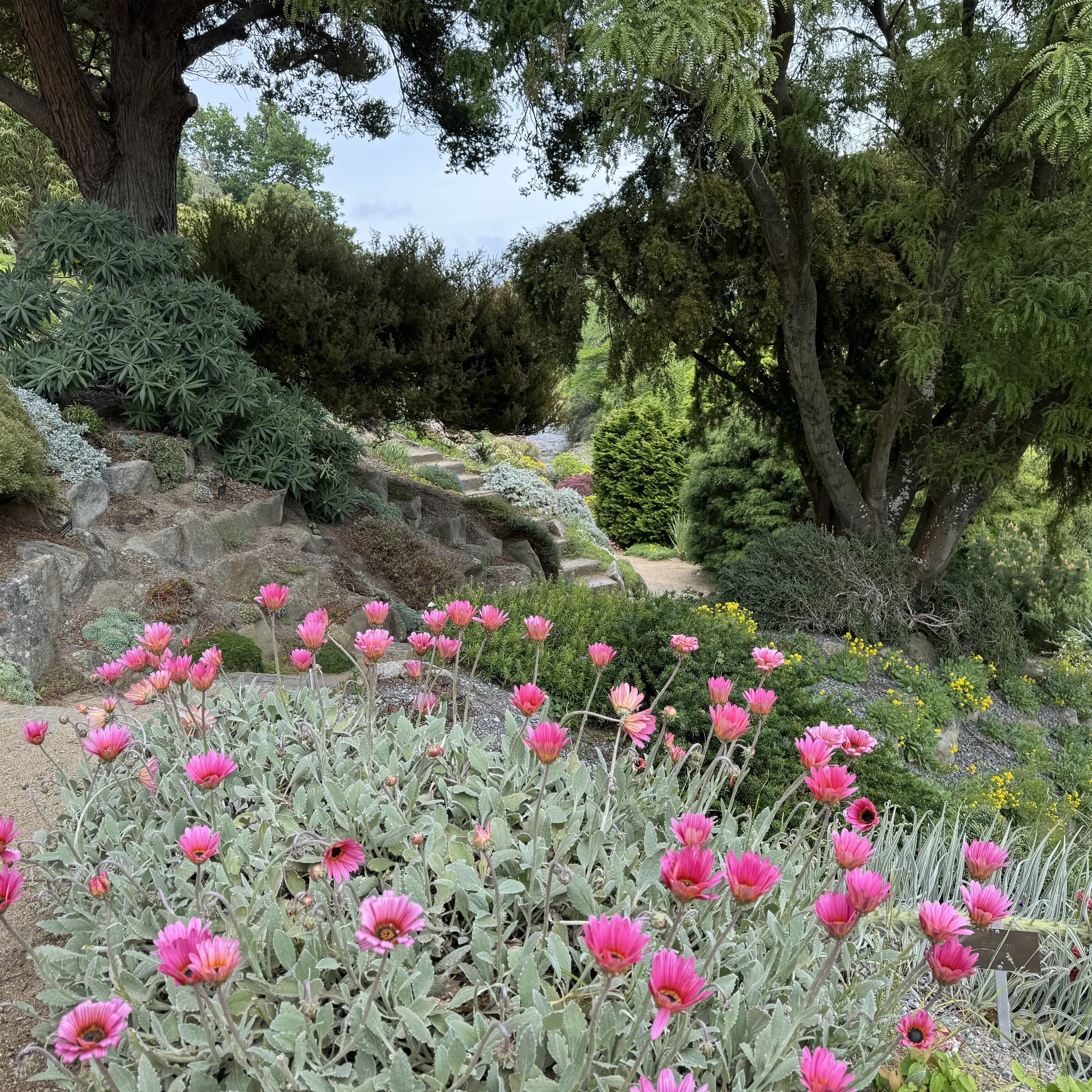 African daisies much like a well-loved resurfacing outfit