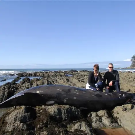 Beaked whales found washed ashore