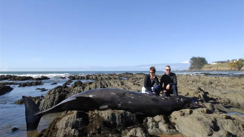 Beaked whales found washed ashore
