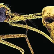 When mozzies sniffed blood