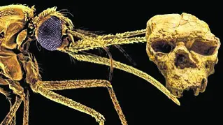 When mozzies sniffed blood