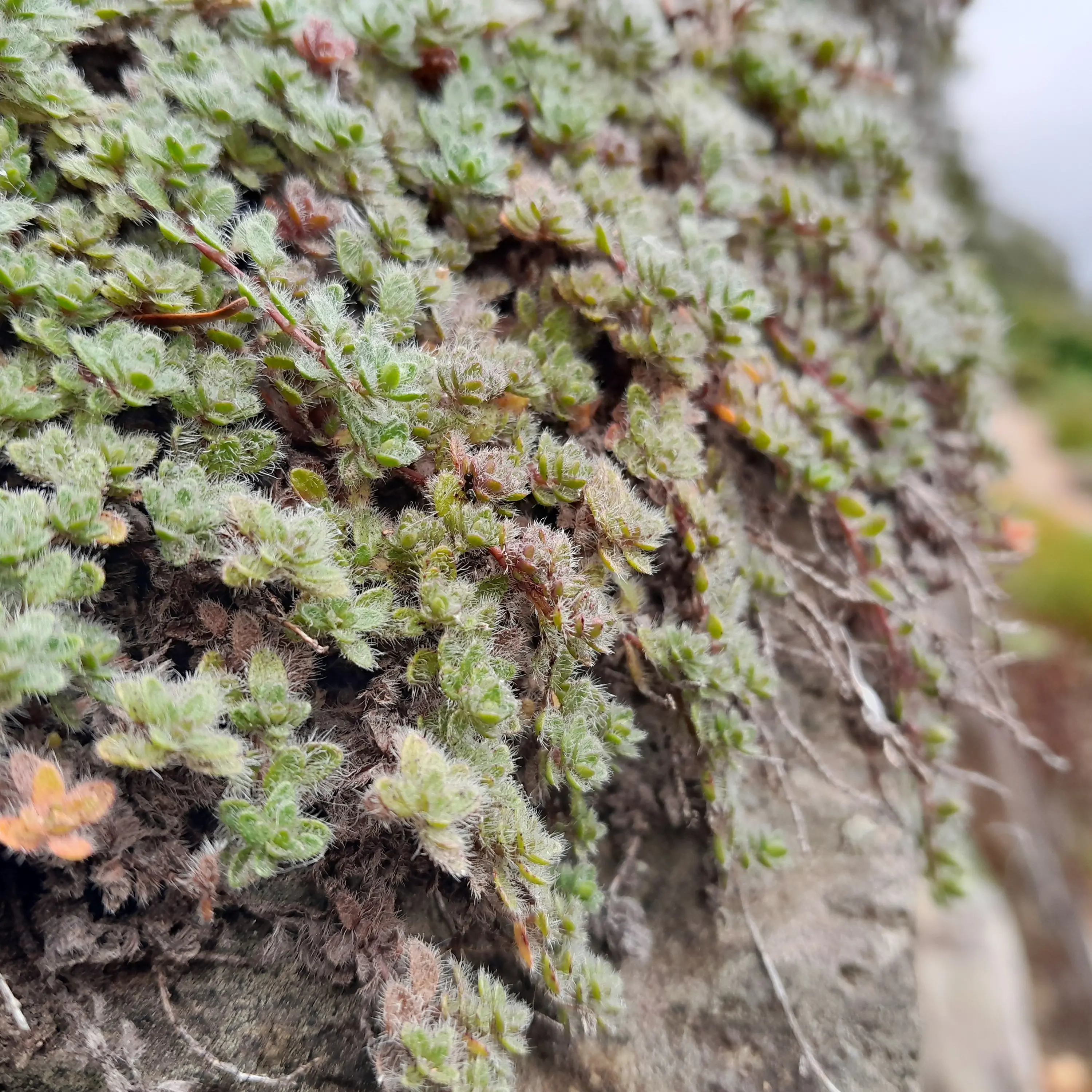 Plant extremists put on the map